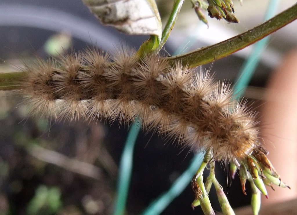 Caterpillar Sept 2012.jpg